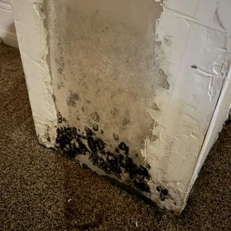 Professional Mold Removal in Hudsonville, MI